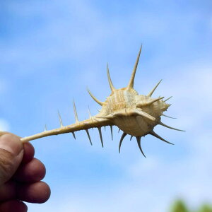 Lk VR L zlKC ANAE   u IuWF CeA fBXvC eE CAEgpi Ϗܗp RNV(x2)