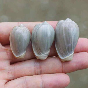 Lk VR OJė  W{ ANAE  CAEg htg{gf ~j`A ^ CeAG