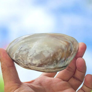 CeA u VRVF zL p[L 񖇊L X  nC  fUC IuWF z[fR[V  RNV 10-13cm