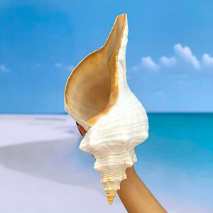 �z���K�C ������ ����^ ��22cm����40cm �V�R �@���L �L�k �J �I�u�W�F �u�� �C���e���A ���� ���� �R���N�V���� ���蕨 �v���[���g �ʐ^�B�e ������