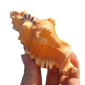 zL VR L VF CeA IuWF    ANAE eE CAEg i }G 킢 u