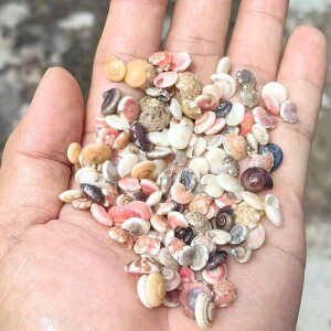 Lk VR ɏ ~j C{[ACVF L VF DIY nhChf Ntg  ANAE {g n[oE CeA fR[V  lߍ킹(x2)