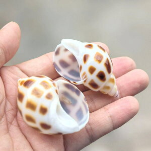 巻貝 天然 貝殻 水槽 アクアリウム レイアウト ヤドカリ 隠れ家 シェルター 観賞魚 魚用 交換用 予備 スペア 補充 自然素材 サンゴ 多様なサイズ おしゃれ インテリア 観賞用(x2)