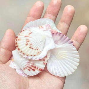 ANAE u VR NC[L L Lk 4-6cm p CAEgi fBXvC IuWF CeAG Ϗܗp i` Rf { 