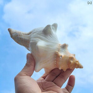 置物 天然 超大型 角付き 赤巻貝 オブジェ ユニークデザイン 多肉植物鉢 アクアリウム 水槽 レイアウト オーナメント 飾り ディスプレイ 観賞用 インテリア雑貨