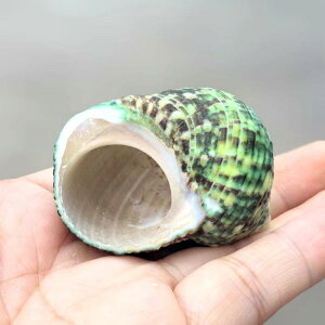 hJ hւVF VRL  ANAE CAEg i I[ig B RNV ɐBp ֔畿O[ TCYΉ(x2)