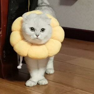 GUxXJ[  Lp \tg rߖh~ pPA ی y K `FbN Jt CG[ |GXe I[V[Y TCY