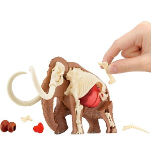 yIX[p[SALEiz}XpY  KnEX 202512ss