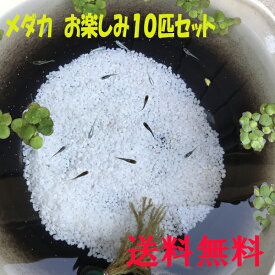 楽天市場 メダカ 生体 熱帯魚 アクアリウム ペット ペットグッズ の通販