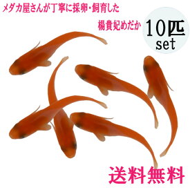 楽天市場 朱赤 メダカ 観賞魚 熱帯魚 アクアリウム ペット ペットグッズの通販