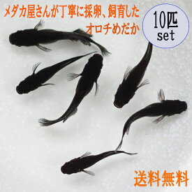 楽天市場 黒メダカの通販