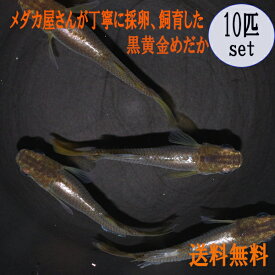 楽天市場 黄金 メダカ 観賞魚 熱帯魚 アクアリウム ペット ペットグッズの通販