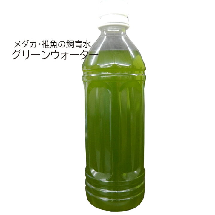楽天市場 メダカ グリーンウォーター 500ｍｌ メダカ 稚魚 針子 エサ 飼育 Nちゃんねる