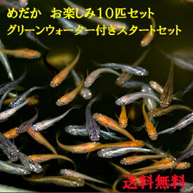 楽天市場 白メダカ 10匹の通販