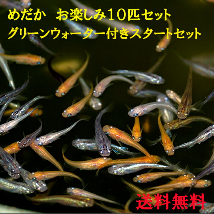 楽天市場 メダカ 生体 稚魚 ミックス 10匹 めだか飼育スタートセット グリーンウォーター付き 送料無料 白メダカ 幹之めだか 楊貴妃 青ラメ オロチ めだか色々お楽しみセット 送料無料 Nちゃんねる