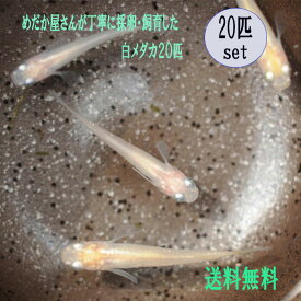 楽天市場 ビオトープ セットの通販 楽天市場 ビオトープ セットの通販