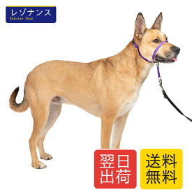 ジェントルリーダー ヘッドカラー クイックリリース M ディープパープル 1個 PetSafe