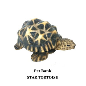 J u ybgoN X^[g[^X Pet Bank Star Tortoise zVK T u 