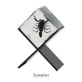 カシミール Casimir Scorpion 標本 サソリ スコーピオン 昆虫 置物 オブジェ ペーパーウェイト