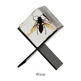 カシミール Casimir Wasp 標本 スズメバチ 昆虫 置物 オブジェ ペーパーウェイト