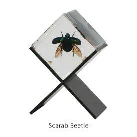 カシミール Casimir Scarab Beetle 標本 コガネムシ 昆虫 置物 オブジェ ペーパーウェイト