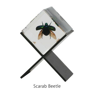 JV~[ Casimir Scarab Beetle W{ RKlV  u IuWF y[p[EFCg