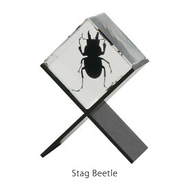 カシミール Casimir Stag Beetle 標本 クワガタ 昆虫 置物 オブジェ ペーパーウェイト