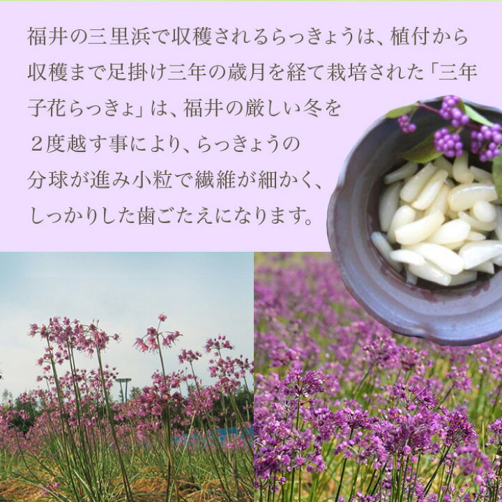 楽天市場 ｽｰﾊﾟｰｾｰﾙ割引 らっきょう 三年 福井 青空レストラン 紹介 三年子花らっきょう 甘酢漬け らっきょう らっきょ 小粒 80g 4p ナイスショッピング