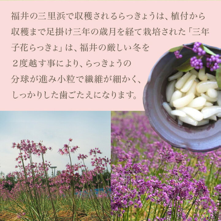 楽天市場 三年子 花ピリカリらっきょ 福井県 坂井市 三里浜 らっきょう らっきょ テレビ 日テレ Tv 宮川大輔 小粒 小さいらっきょ 満天 青空レストラン 紹介 ピリ辛 100g袋 パック ナイスショッピング 楽天市場 三年子 花ピリカリらっきょ 福井県 坂井市 三里浜 らっきょう らっきょ テレビ 日テレ Tv 宮川大輔 小粒 小さいらっきょ 満天 青空レストラン 紹介 ピリ辛 100g袋 パック ナイスショッピング
