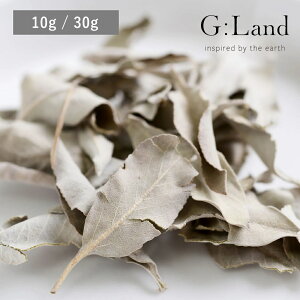 �s�|�C���g2�{�t�y���[���֑��������z( �I�ׂ�e�� G:Land �z���C�g�Z�[�W Deep Cleanse White Sage 10g / 30g ) ���S�҂ɃI�X�X�� �V�R���_�� ���i�� �� ���� �G�� ���� ��� �� �ґz �C���e���A ��