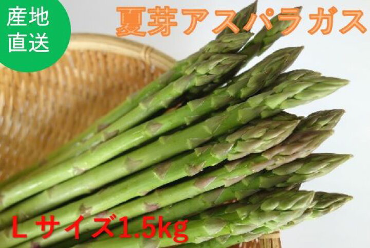 楽天市場 送料無料 福岡県直方産 夏芽アスパラガス 1 5kg 約60 70本 有機質肥料栽培 近藤受委託農産 季節限定 グリーン 夏の味覚 Lサイズ ジューシー 期間限定 天ぷら バーベキュー 日本通販ショップ楽天市場店