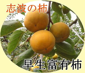 yzyuh`zYug` MTCY 14 yxL`zp Yn  JL Â t[c̗qs W[V[ Mtg Gߏi ʕ