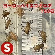 ヨーロッパイエコオロギ Sサイズ コオロギ 生餌 150匹 コオロギえさ S 餌用コオロギ 活きエサ 販売 活き…