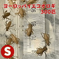 ヨーロッパイエコオロギ Sサイズ 300匹 生餌 生産者直販売コオロギ s サイズ 生き餌 コオロギ餌 爬虫類 …