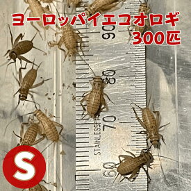 ヨーロッパイエコオロギ Sサイズ 300匹 生餌 生産者直販売コオロギ s サイズ 生き餌 コオロギ餌 爬虫類 両生類 えさ カナヘビ 蛇 ヘビ ヤモリ エサ カエル 蛙 レオパ 餌 フトアゴヒゲトカゲ イエコ 活餌 虫 昆虫 活き餌 動物 こおろぎ 餌用 爬虫類の餌 両生類のエサ