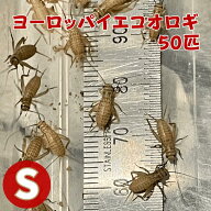 ヨーロッパイエコオロギ Sサイズ 50匹 生餌 生産者直販売 爬虫類 両生類 活きエサ えさ エサ用 カナヘビ…