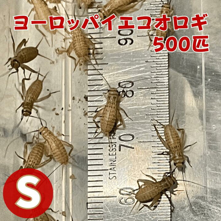 楽天市場】ヨーロッパイエコオロギ Sサイズ コオロギ 生き餌 500匹 