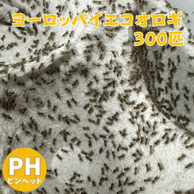 ヨーロッパイエコオロギ ピンヘッド 300匹 生餌 コオロギ 生き餌 生産者直販売 爬虫類 両生類 カエル ヤドクガエル トカゲ 餌 活きエサ アカハラ イモリ 虫 こおろぎ ペット用 餌用 コウロギ えさ エサ 生餌 ペットのエサ 活餌 イエコ 両生類のエサ 爬虫類の餌 イエコオロギ