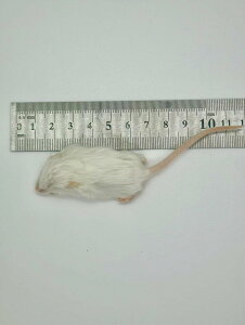 izbp[jⓀ}EX 10C Y io[NPbg wr Ⓚa