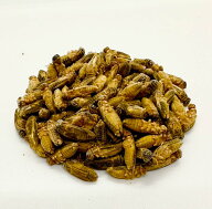 ＼楽天ランキング入賞／ 冷凍コオロギ イエコ 約200匹80g イエコオロギ 脚除去 レオパの餌 冷凍餌 爬虫類…
