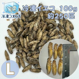 冷凍コオロギ Lサイズ 100g コオロギ 餌 約250匹 生産者直販売 冷凍餌 冷凍 レオパ ごはん イエコオロギ フトアゴヒゲトカゲ アカハラ イモリ ウーパールーパー ダトニオ ミーアキャット フクロウ 野鳥 の エサ 虫 えさ イエコ まとめ買い 冷凍イエコ ヨーロッパイエコオロギ