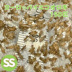 ヨーロッパイエコオロギ SS サイズ 150匹 生餌 コオロギ 生き餌 イエコオロギ ヨーロッパ 生産者直販売 爬虫類 両生類 トカゲ 餌 カナヘビ餌 小動物 カナヘビ トカゲ餌 ヤモリ エサ カエル 活餌 イエコ 昆虫 えさ 餌用 蛇 かえる 蛙 大量 まとめ買い 送料無料