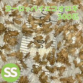 ヨーロッパイエコオロギ SSサイズ 300匹 コオロギ 生き餌 活きエサ 活き餌 餌用コオロギ 飼育 大容量 トカゲ餌 大量 こおろぎ イエコオロギ えさ 爬虫類 両生類 カナヘビ ヤモリ エサ カエル 肉食魚 生餌 トカゲ 餌 アカハラ イモリ 大型魚 ウーパールーパー 活餌 イエコ