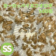 ヨーロッパイエコオロギ SSサイズ 500匹 コオロギ 生餌 生産者直販売 イエコオロギ 餌用コオロギ 活きエ…