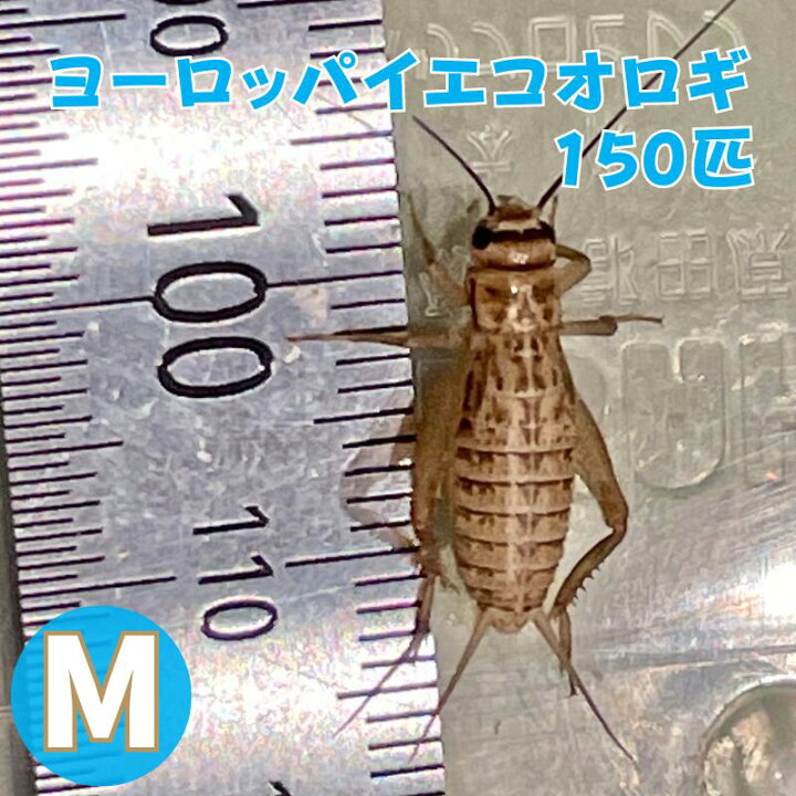 楽天市場】ヨーロッパイエコオロギ Mサイズ コオロギ 生餌 150匹 生産 