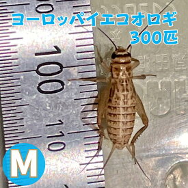 ヨーロッパイエコオロギ Mサイズ 300匹 生餌 生産者直販売 コオロギ レオパ 餌 爬虫類 両生類 餌用コオロギ イエコオロギ 活きエサ 生きたまま えさ 大型魚 ヤモリ エサ カエル かえる 蛙 フトアゴヒゲトカゲ アマガエル コオロギの餌 アロワナ餌 活餌 イエコ ペットのエサ