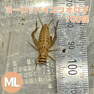 ヨーロッパイエコオロギ MLサイズ 100匹 生餌 生産者直販売 イエコオロギ コオロギ 生き餌 爬虫類 両生類…