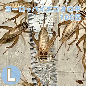 ヨーロッパイエコオロギ Lサイズ 成虫 100匹 生餌 生産者 直販売 生体 生き餌 餌用コオロギ 販売 ヒョウモントカゲモドキ フトアゴ えさ エサ は虫類 爬虫類 両生類 餌 大型魚 ヤモリ カエル レオパ ごはん フトアゴヒゲトカゲ 活餌 イエコ 大量 まとめ買い