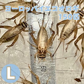 ヨーロッパイエコオロギ Lサイズ コオロギ 生餌 成虫 150匹 生産者直販売 爬虫類 両生類 大型魚 ヤモリ エサ カエル レオパ フトアゴヒゲトカゲ 生き餌 アカハラ イモリ ウーパールーパー ダトニオ ミーアキャット フクロウ 野鳥 の 餌 活餌 イエコ イエコオロギ まとめ買い