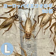 ヨーロッパイエコオロギ Lサイズ 成虫 50匹 生餌 生産者 直販売 生体 生き餌 餌用コオロギ ヒョウモント…